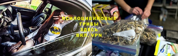 стаф Аркадак